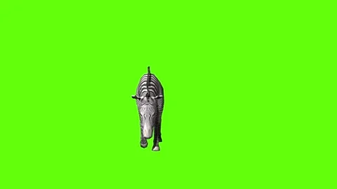 Zebra walk eat green screen animation 3D rendering Stock Footage 297202429