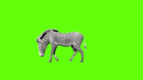 Zebra walk eat green screen animation 3D rendering Stock Footage 297202463