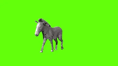 Zebra walk green screen animation 3D rendering Stock Footage 297202401