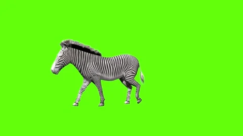 Zebra walk  green screen animation 3D rendering Stock Footage 297202440