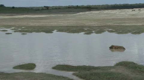 ZEBRA WALK TO HYENA Video stock 21225530