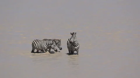 ZEBRA WALK IN WATER Video stock 48239564