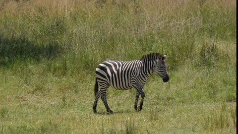 Zebra walking alone Stock Footage 125162421