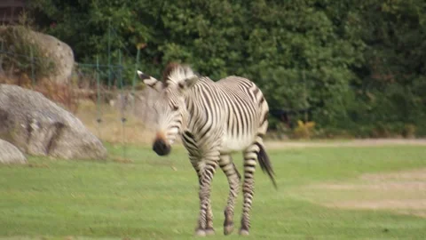 Zebra walking alone in a green meadow Stock Footage 326356221
