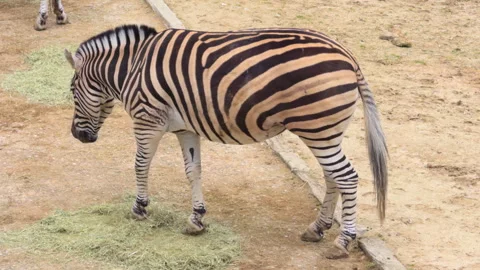 Zebra walking along dirt path in natural outdoor environment Stock Footage 306828823