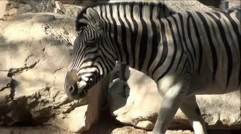 Zebra Walking and Eating Stock Footage 12044012
