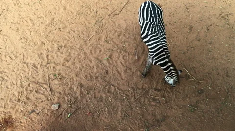 Zebra walking and eating, view from above Stock Footage 58009868