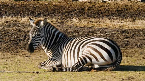 Zebra walking and laying on grass. Stock Footage 168775913
