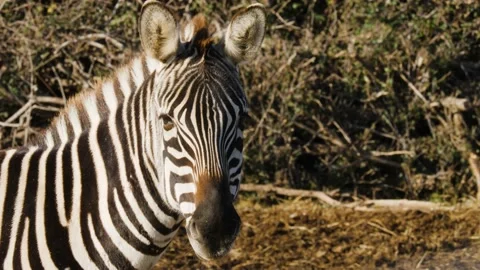 Zebra walking and laying on grass. Stock Footage 168776210