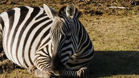 Zebra walking and laying on grass. Stock Footage 168776220