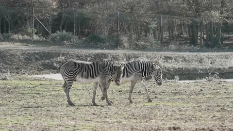 Zebra walking and laying on grass. Stock Footage 168776566