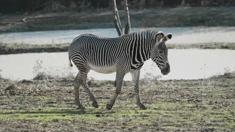 Zebra walking and laying on grass. Stock Footage 168776667