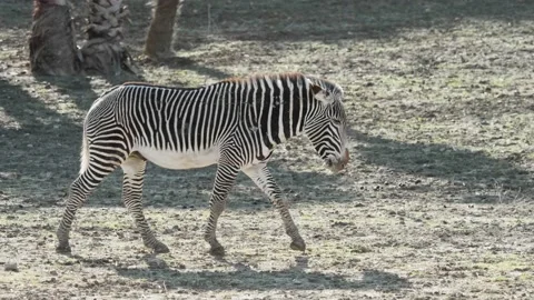 Zebra walking and laying on grass. Stock Footage 168776878