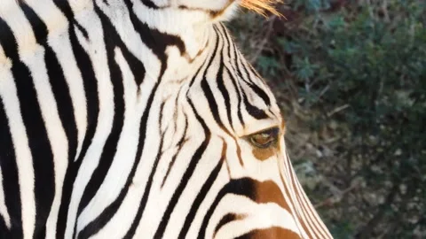 Zebra walking and laying on grass. Stock Footage 168778062