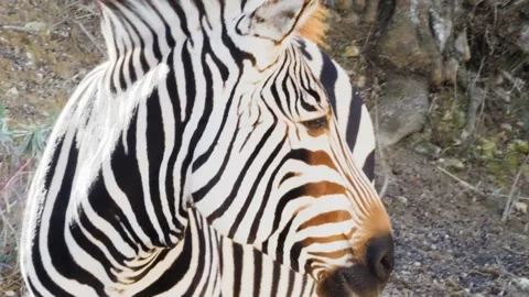 Zebra walking and laying on grass. Stock Footage 168778170
