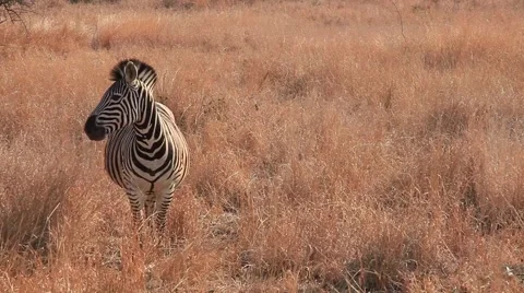 Zebra walking and looking around Stock Footage 49692702