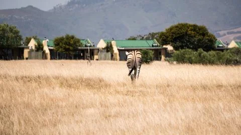 A zebra walking away from the camera Stock Photos