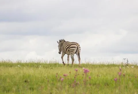 Zebra walking away Foto stock