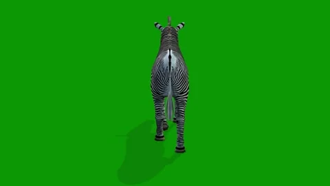 Zebra Walking From Back 3D Rendering Animation On Green Screen Stock Footage 309856459