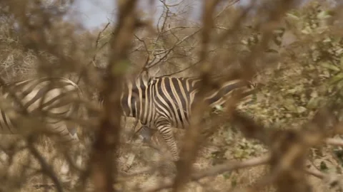 Zebra walking behind trees in Kruger National Park, South Africa, slow motion Stock Footage 345680189