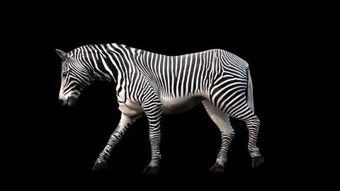 A zebra walking on black background with alpha channel included at the end Stock Footage 271146769