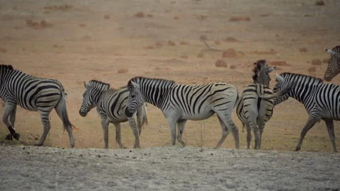 Zebra walking in Boteti river bed, Botswana, Makgadikgadi Pans NP, close up, 4K Stock Footage 334314470