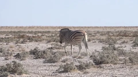 Zebra walking in the desert, slow motion Stock Footage 117165895