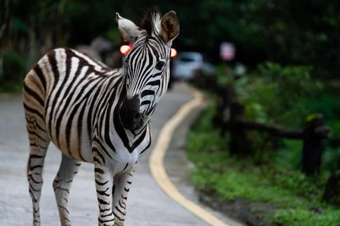 A zebra is walking down a road with a car behind it Stock Photos