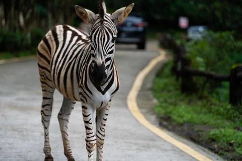 A zebra is walking down a road with a car behind it Stock Photos