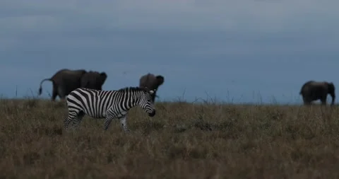 Zebra Walking With Elephants In Background Stockbeeldmateriaal 153259632