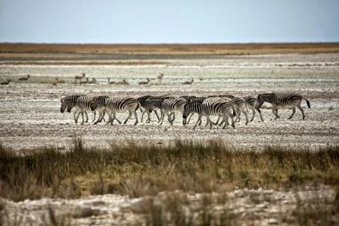 Zebra walking in the etosha pan namibia Stock-Fotos