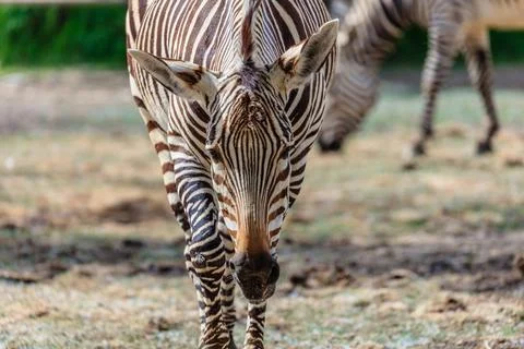 A zebra is walking in a field with its head down Stock Photos