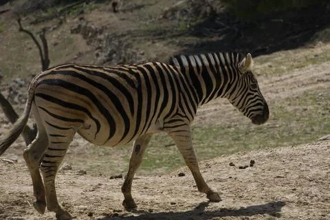 Zebra walking in the field. Stock Photos