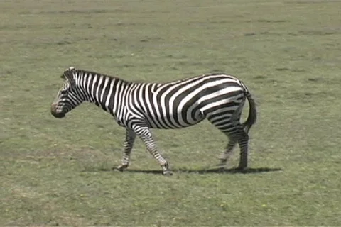 Zebra walking Stock Footage 97233
