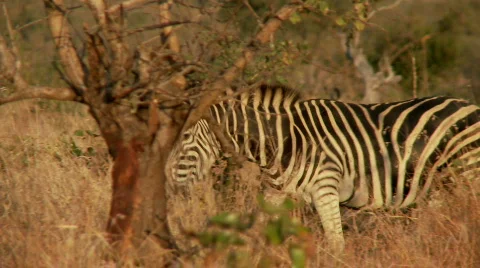 Zebra Walking 库存影片 509043