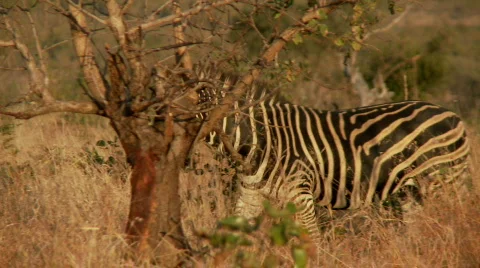 Zebra walking 库存影片 509045