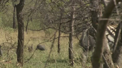 Zebra walking Stock Footage 12657991