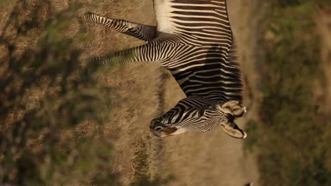 Zebra Walking Vídeos de archivo 234678902