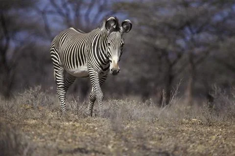 Zebra walking in the forest Stock Photos