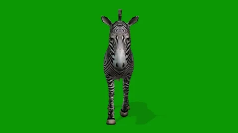 Zebra Walking From Front 3D Rendering Animation On Green Screen Stock Footage 309856462