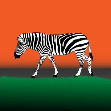 Zebra walking on the grass at graphics design vector Stock Illustration