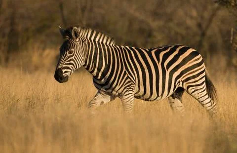 Zebra walking in grass Stock Photos
