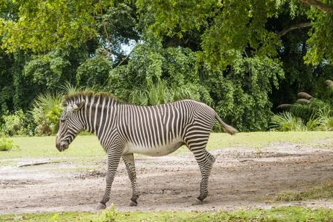 Zebra walking on the grass Stock Photos