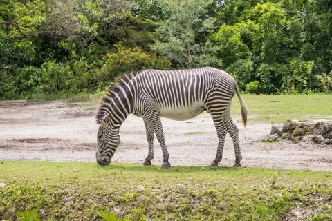 Zebra walking on the grass Stock Photos