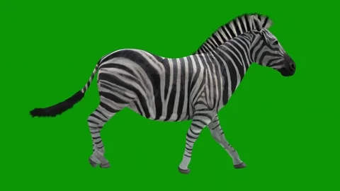 Zebra walking green screen the black animated chromakey background style Stock Footage 314066897