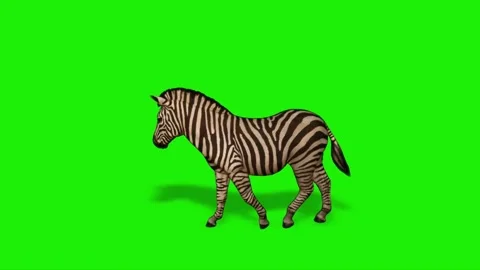 Zebra walking on Green Screen Stock Footage 225217733