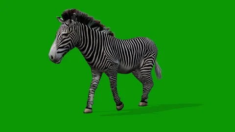 Zebra Walking From Left 3D Rendering Animation On Green Screen Stock Footage 309856466