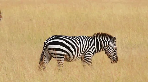 Zebra walking, Masai Mara Stock Footage 54421792