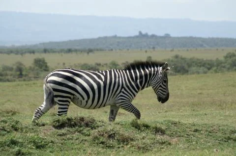 Zebra walking Stock Photos