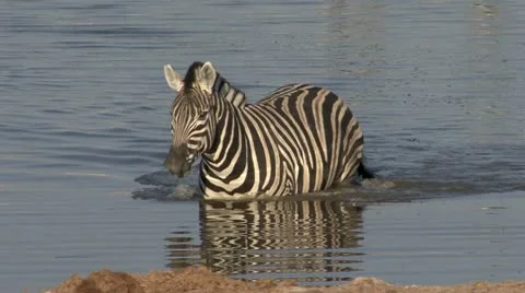 Zebra walking in pool Video stock 10866153